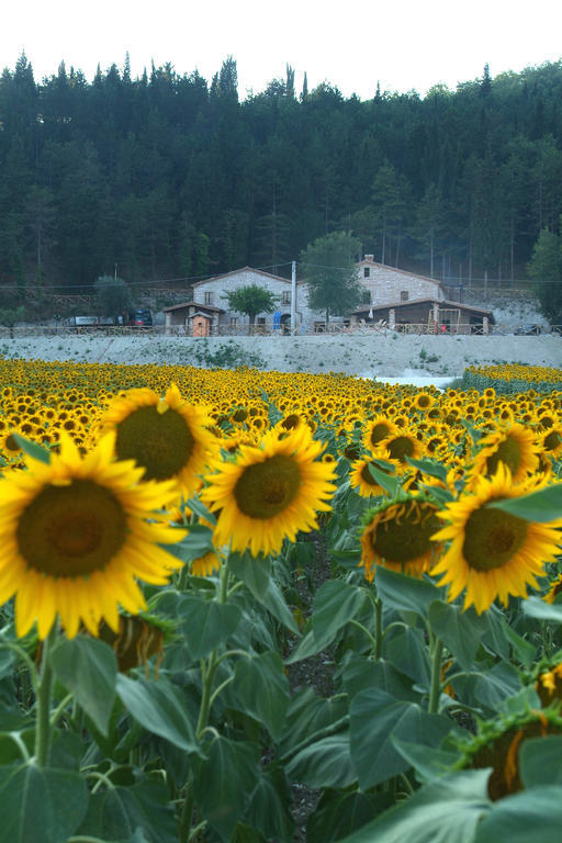 Agriturismo Il Casale Pergola Esterno foto